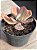 Echeveria dreams and phantasms - Imagem 3