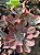 Echeveria dreams and phantasms - Imagem 2
