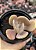 Pachyveria opal moon - Imagem 1