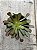 Aeonium arboreum ( SEM RAIZ) - Imagem 1
