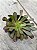 Aeonium arboreum ( SEM RAIZ) - Imagem 2