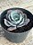 Echeveria elektra - Imagem 4