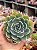 Echeveria vanessa - Imagem 1
