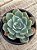 Echeveria vanessa - Imagem 2