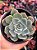 Echeveria vanessa - Imagem 1