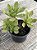 Aeonium globim - Imagem 3