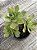 Aeonium globim - Imagem 2