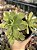 Aeonium globim - Imagem 1