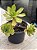 Aeonium globim - Imagem 2