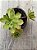 Aeonium globim - Imagem 3