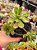 Aeonium globim - Imagem 1