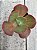 Echeveria hibrida  M56 ( SEM RAIZ) - Imagem 1