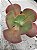 Echeveria hibrida  M56 ( SEM RAIZ) - Imagem 2