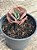 Echeveria harry butterfield - Imagem 3