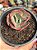 Echeveria harry butterfield - Imagem 1