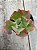 Echeveria chantilly white cloud reversa (sem raiz) - Imagem 1