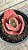 Echeveria magic lamp (sem raiz) - Imagem 1