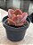 Echeveria magic lamp - Imagem 3