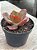 Echeveria zorro (sem raiz) - Imagem 2