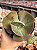 Echeveria can can - Imagem 1