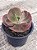 Echeveria can can - Imagem 3