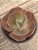 Echeveria can can - Imagem 2