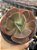 Echeveria can can - Imagem 1