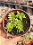 Crassula Argentina - Imagem 1