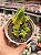 Crassula Argentina - Imagem 1