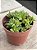 Crassula Argentina - Imagem 2