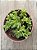 Crassula Argentina - Imagem 3