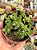 Crassula Argentina - Imagem 1