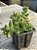 Crassula Argentina - Imagem 2