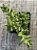 Crassula Argentina - Imagem 3