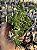 Crassula Argentina - Imagem 1