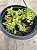 Crassula Argentina - Imagem 2