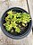 Crassula Argentina - Imagem 1