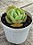 Echeveria mandala cítrus - Imagem 2