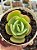 Echeveria mandala cítrus - Imagem 1