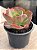 Echeveria goliath - Imagem 2