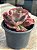 Echeveria goliath - Imagem 2