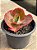 Echeveria ruby lady - Imagem 2