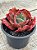 Echeveria ruby lady - Imagem 3