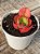 Echeveria liz (carúnculas) - Imagem 3