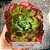 Echeveria liz (carúnculas) - Imagem 2