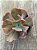 Echeveria boton (sem raiz) - Imagem 4