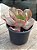Echeveria boton (sem raiz) - Imagem 3