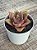 Echeveria green smile (sem raiz) - Imagem 3