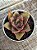 Echeveria green smile (sem raiz) - Imagem 2