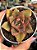 Echeveria green smile (sem raiz) - Imagem 1